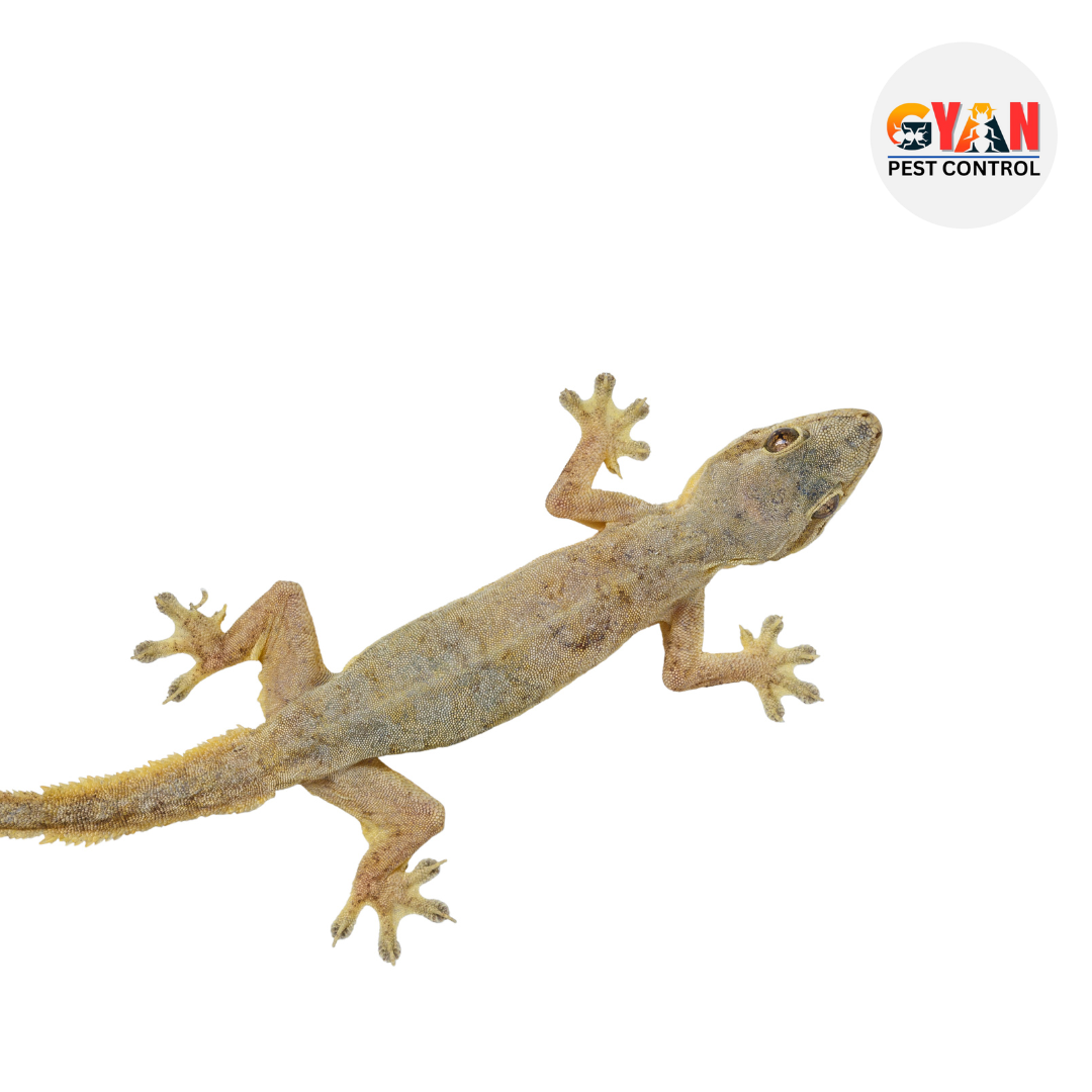 Lizard control gaya, lizard control gaya ji, lizard cotrol service gaya, lizard control bodh gaya, lizard control patna, lizard control bihar sharif, lizard control nalanda, lizard control rajgir, gaya lizard control